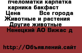 пчеломатки карпатка карника бакфаст F-1 › Цена ­ 800 - Все города Животные и растения » Другие животные   . Ненецкий АО,Вижас д.
